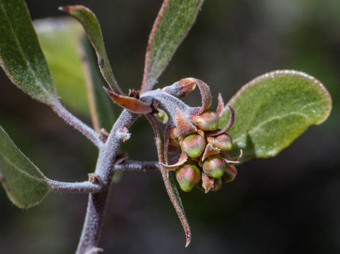 Image of pointleaf manzanita