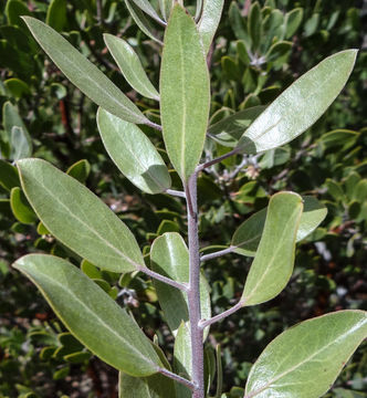 Image of pointleaf manzanita