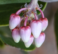 صورة Arctostaphylos pungens Kunth