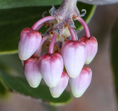 Image of pointleaf manzanita