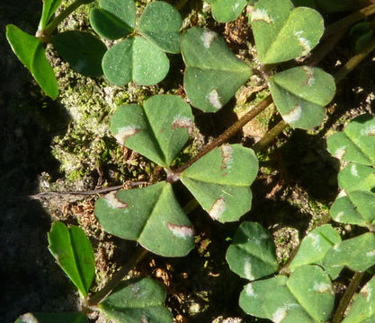 Image of thimble clover