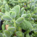 Crassula rogersii Schönl. resmi