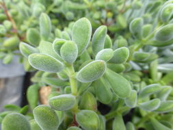 Crassula rogersii Schönl. resmi