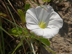 Image of beach morning-glory