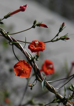 Image of Trans-Pecos morning-glory