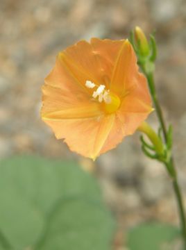 Слика од Ipomoea cristulata Hall. fil.