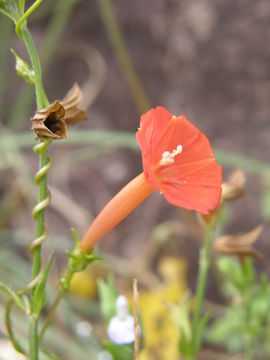 Слика од Ipomoea cristulata Hall. fil.