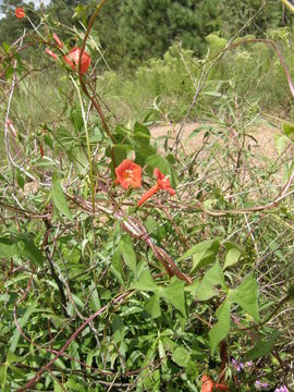 Слика од Ipomoea cristulata Hall. fil.