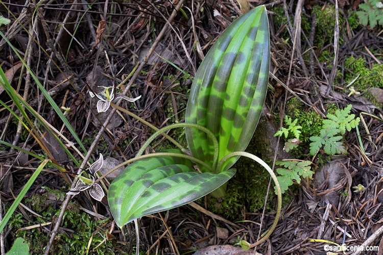 Sivun Scoliopus bigelovii Torr. kuva