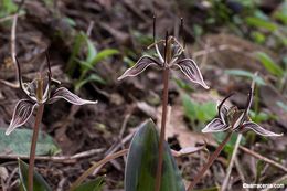 Scoliopus bigelovii Torr. resmi