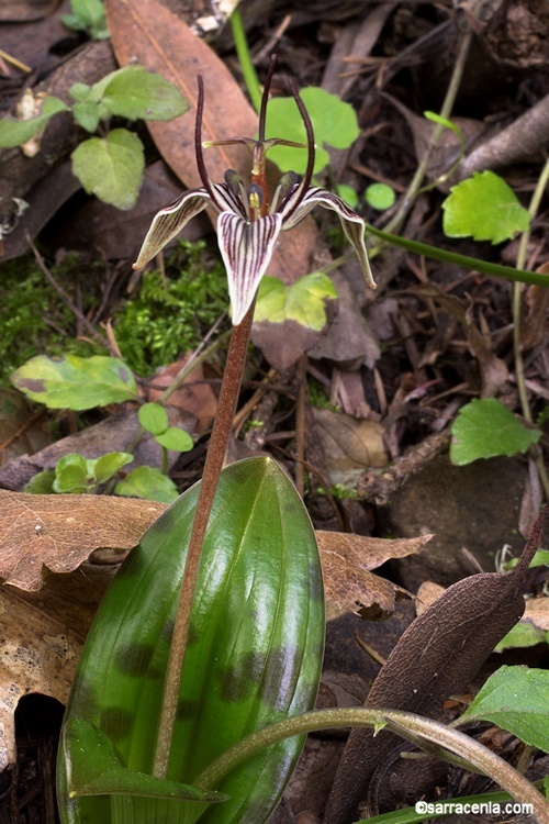 Sivun Scoliopus bigelovii Torr. kuva