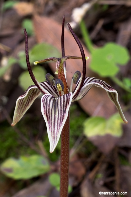 Scoliopus bigelovii Torr. resmi