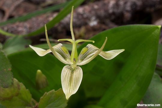 Sivun Scoliopus bigelovii Torr. kuva