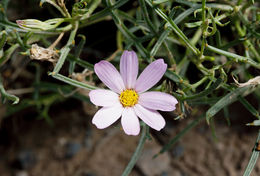 Image of Edwards' hole-in-the-sand plant