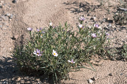 Image of Edwards' hole-in-the-sand plant