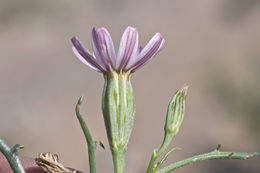 Image of Edwards' hole-in-the-sand plant