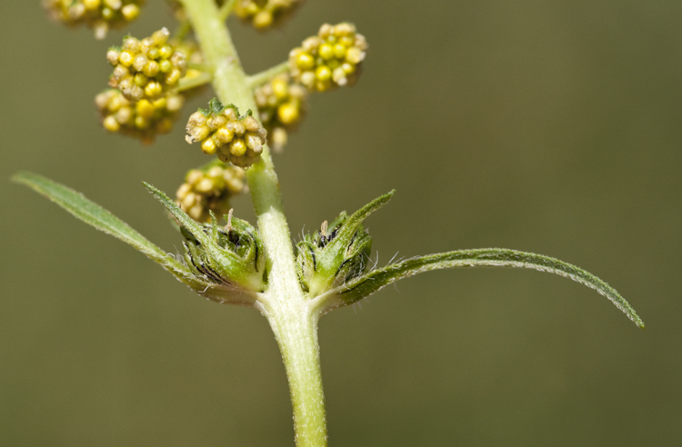 Image of great ragweed