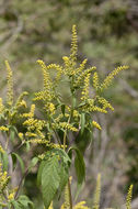 Image of great ragweed