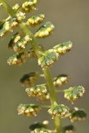 Image of great ragweed