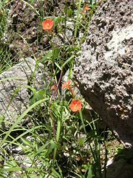 Слика од Ipomoea cristulata Hall. fil.