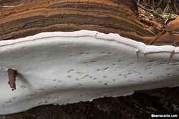 Image of Artist's fungus