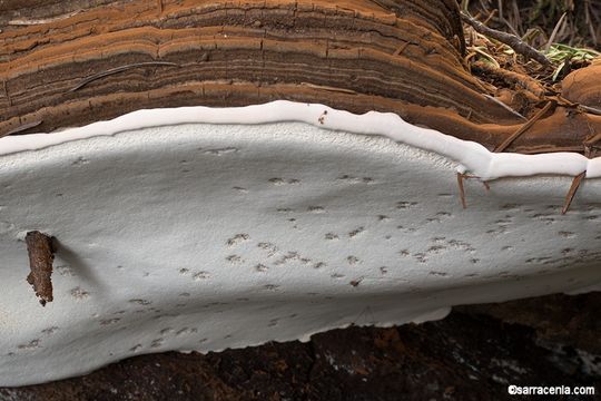 Image of Ganoderma applanatum (Pers.) Pat. 1887