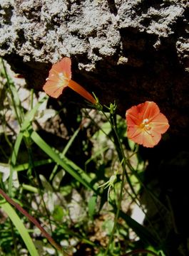 Image of Trans-Pecos morning-glory