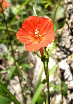 Слика од Ipomoea cristulata Hall. fil.