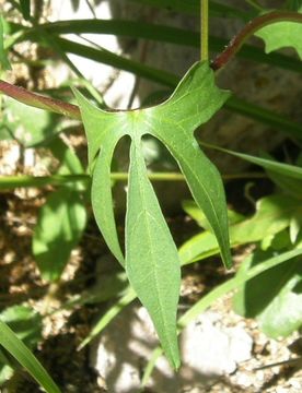 Слика од Ipomoea cristulata Hall. fil.