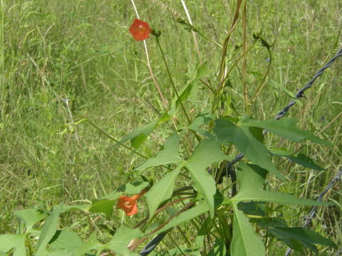 Слика од Ipomoea cristulata Hall. fil.