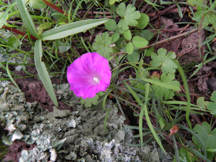 Image of Huachuca Mountain morning-glory