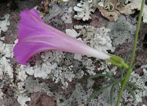 Image of Huachuca Mountain morning-glory