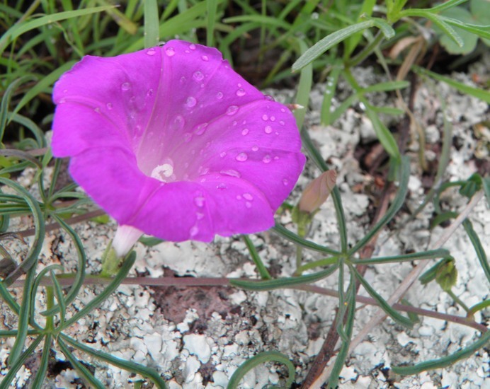 Image of Huachuca Mountain morning-glory