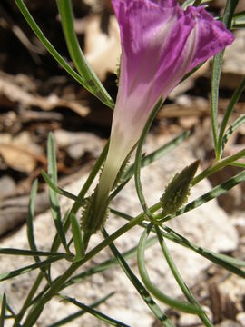 Image of Huachuca Mountain morning-glory