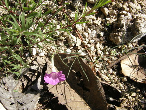 Image of Huachuca Mountain morning-glory