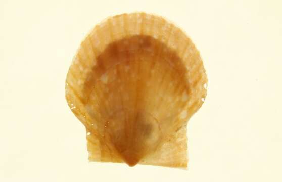 Image of Aequipectinini F. Nordsieck 1969