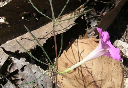 Image of Huachuca Mountain morning-glory