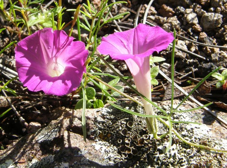 Image of Huachuca Mountain morning-glory