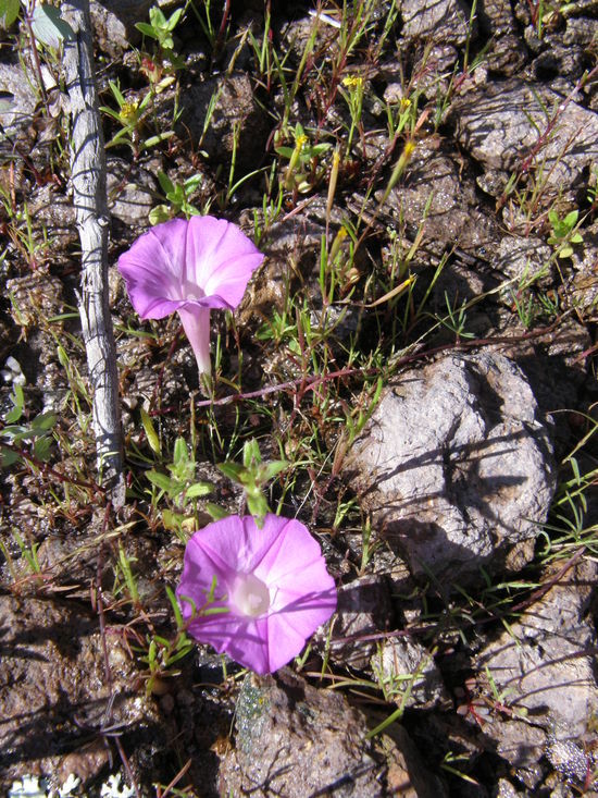 Image of Huachuca Mountain morning-glory