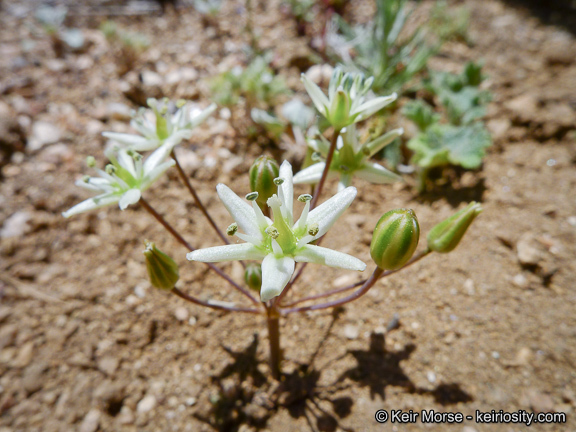 Imagem de Muilla maritima (Torr.) S. Watson ex Benth.