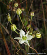 Imagem de Muilla maritima (Torr.) S. Watson ex Benth.