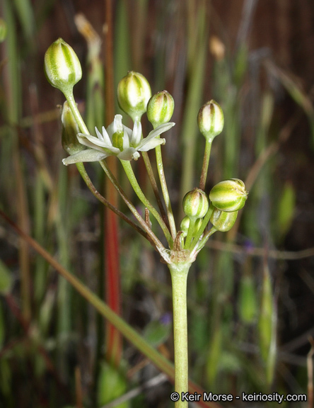 Imagem de Muilla maritima (Torr.) S. Watson ex Benth.