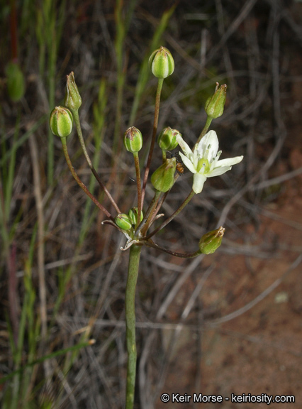 Imagem de Muilla maritima (Torr.) S. Watson ex Benth.