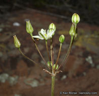 Imagem de Muilla maritima (Torr.) S. Watson ex Benth.