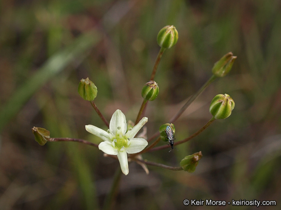 Imagem de Muilla maritima (Torr.) S. Watson ex Benth.