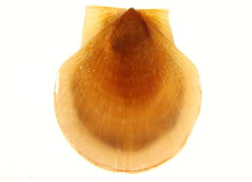 Image of Aequipectinini F. Nordsieck 1969