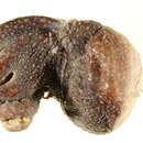 Image of Bathypolypus