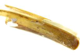 Image of razor shell