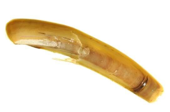 Image of razor shell