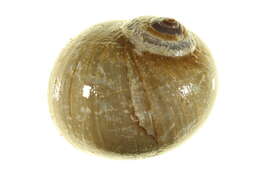 Image of Polinicinae Gray 1847